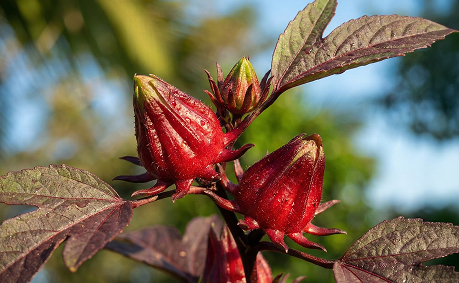 base prima oleos Flora Nueva
