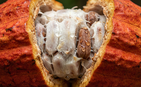 cacao Flora Nueva