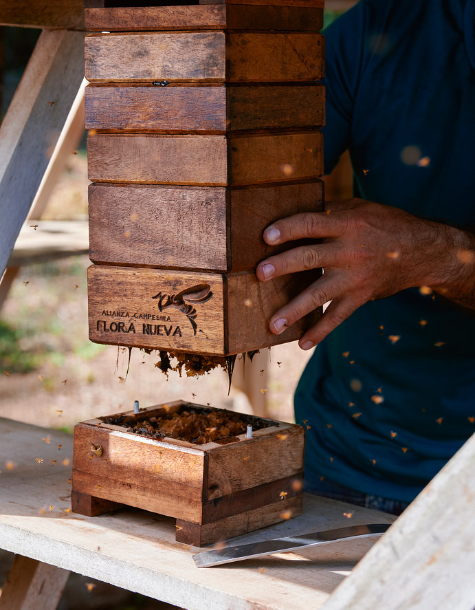 producción de miel Flora Nueva