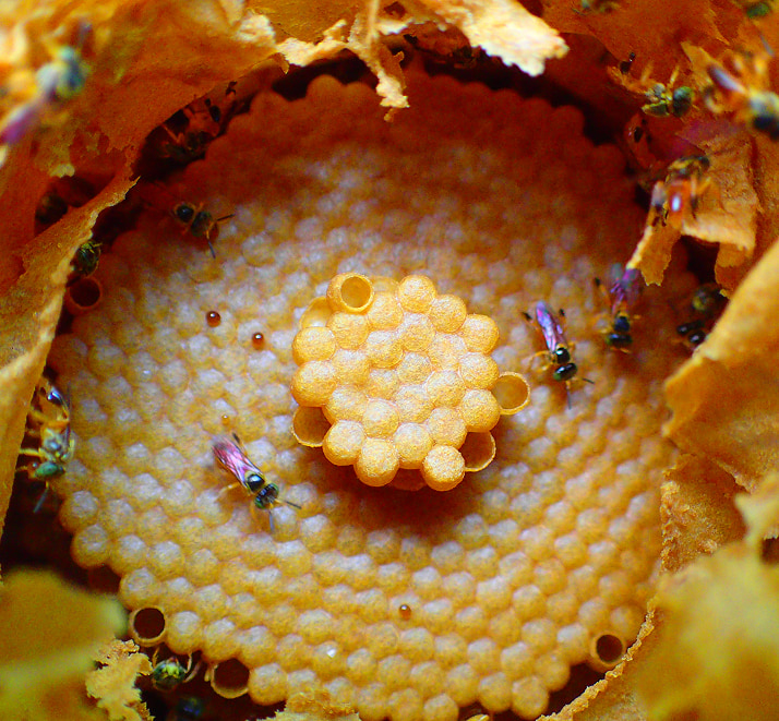 panal de miel de Melipona de Flora Nueva