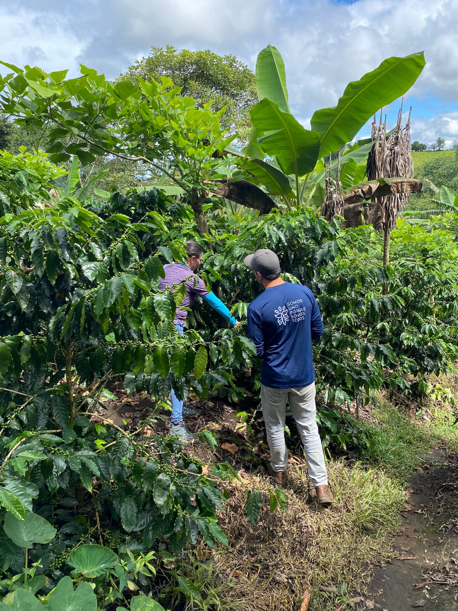 campesinos en sembrío de café de Flora Nueva