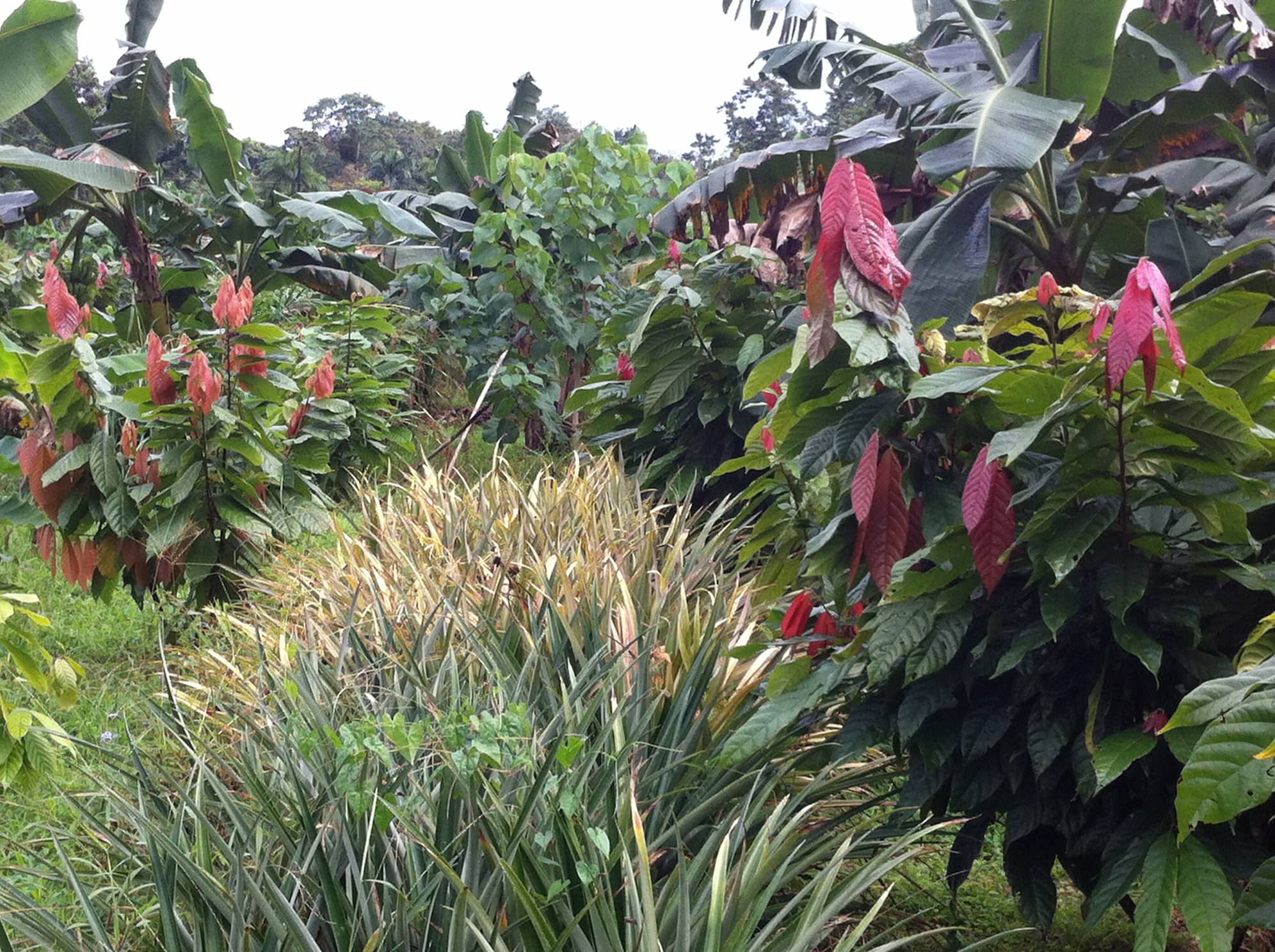 finca Flora Nueva Caribe