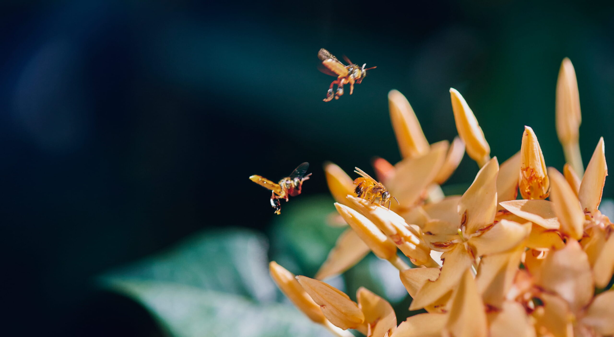 banner programa abejas nativas de Flora Nueva
