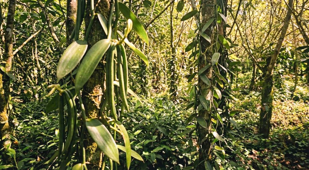 banner programa vainilla de Flora Nueva