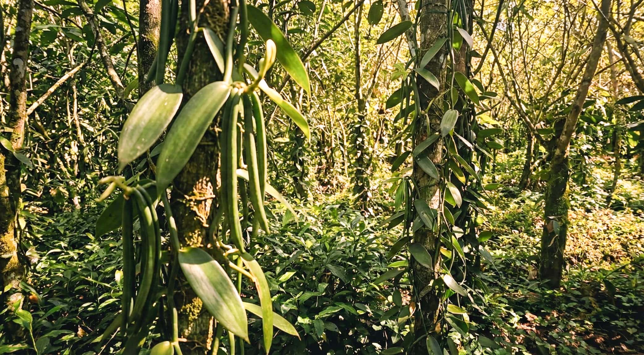 banner programa vainilla de Flora Nueva