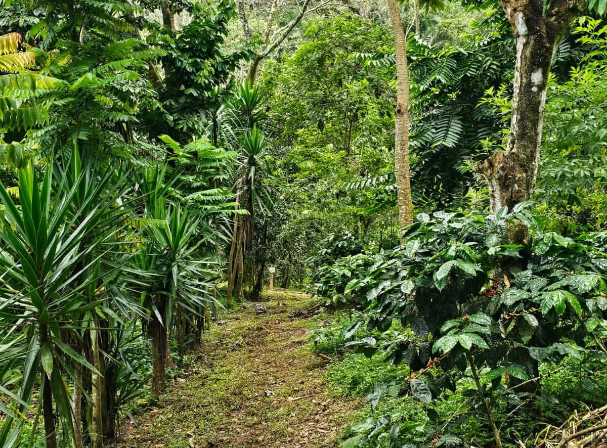 finca Flora Nueva Pacífico