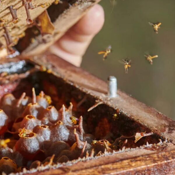 Abejas nativas como motor de sostenibilidad y conservación