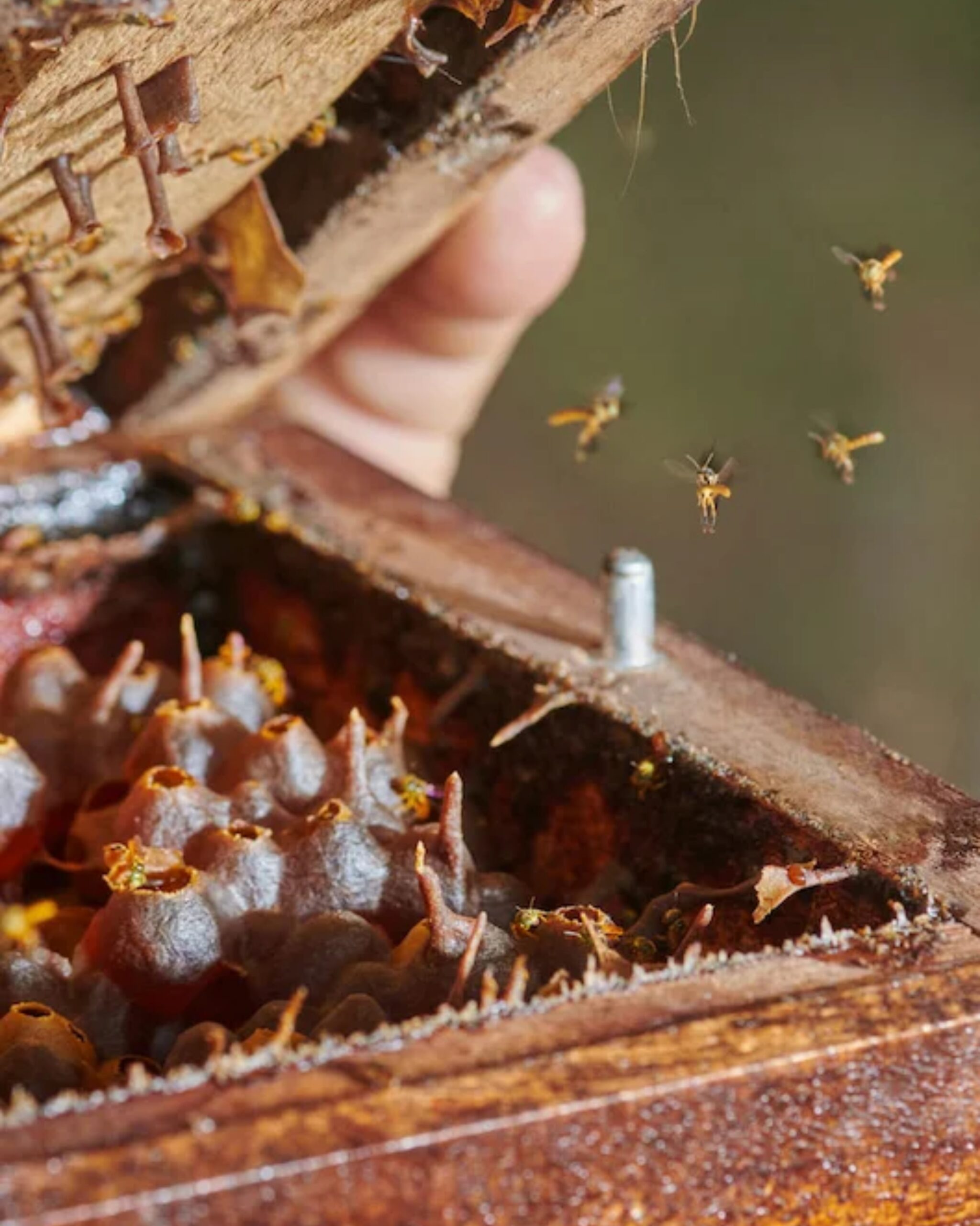 Abejas nativas como motor de sostenibilidad y conservación