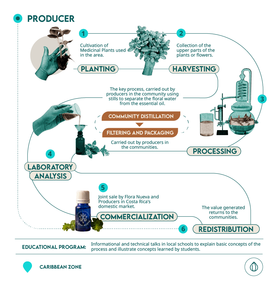 infografía aceites esenciales Flora Nueva