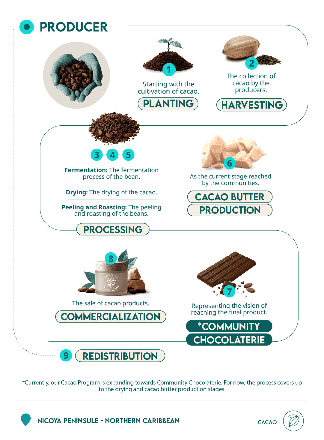infografía proceso cacao de Flora Nueva