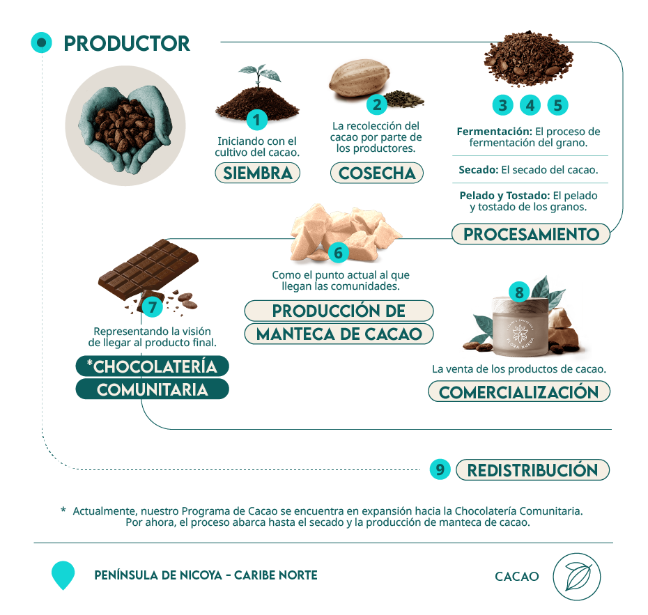 infografía proceso cacao Flora Nueva