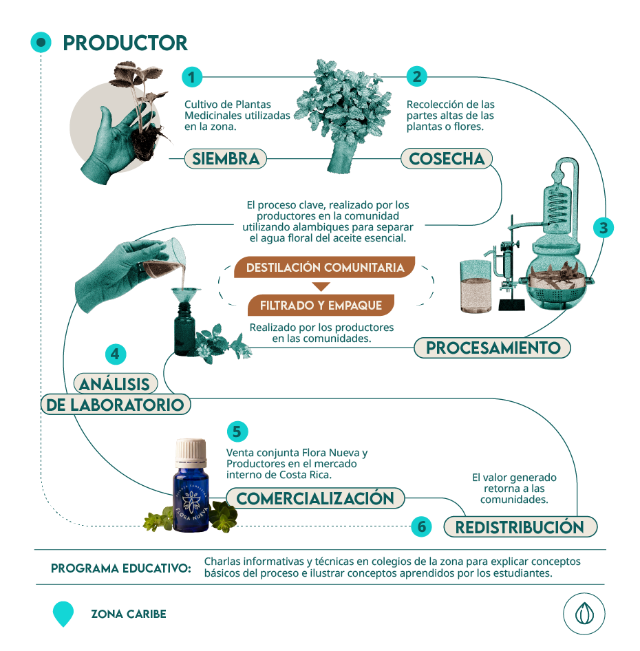 infografía proceso aceites esenciales Flora Nueva