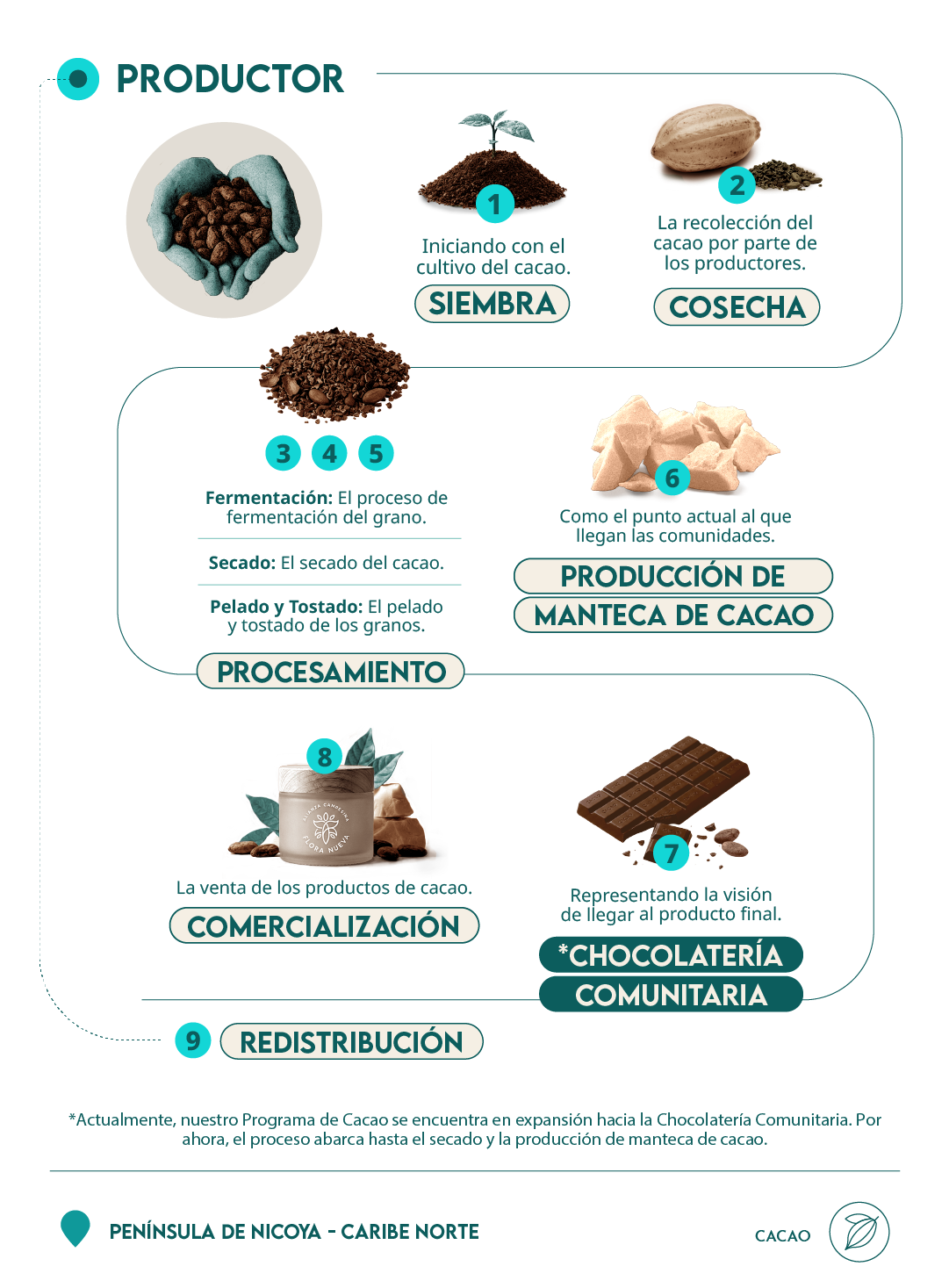 infografía proceso cacao Flora Nueva