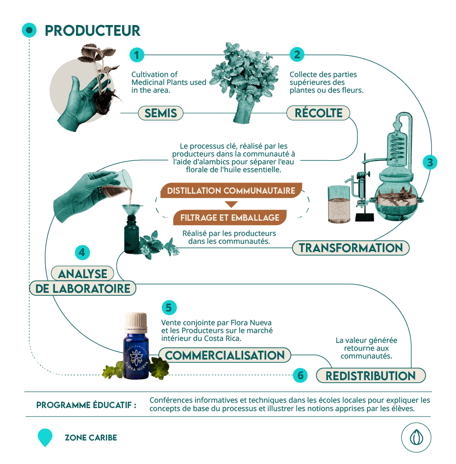 infografía aceites esenciales Flora Nueva