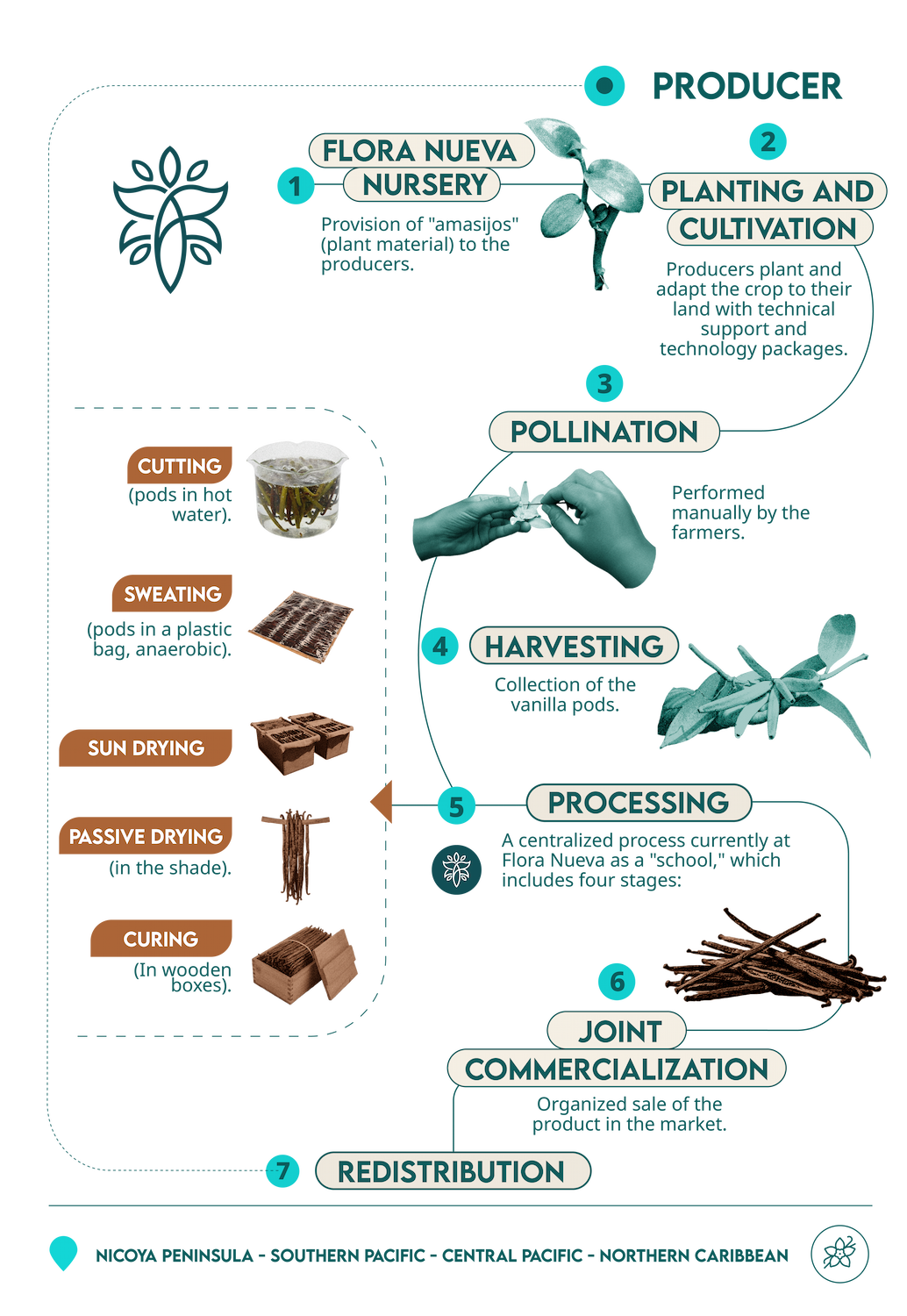 infografía vainilla móvil ENG