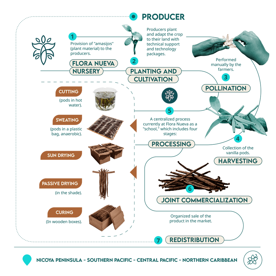 infografía vainilla escritorio ENG