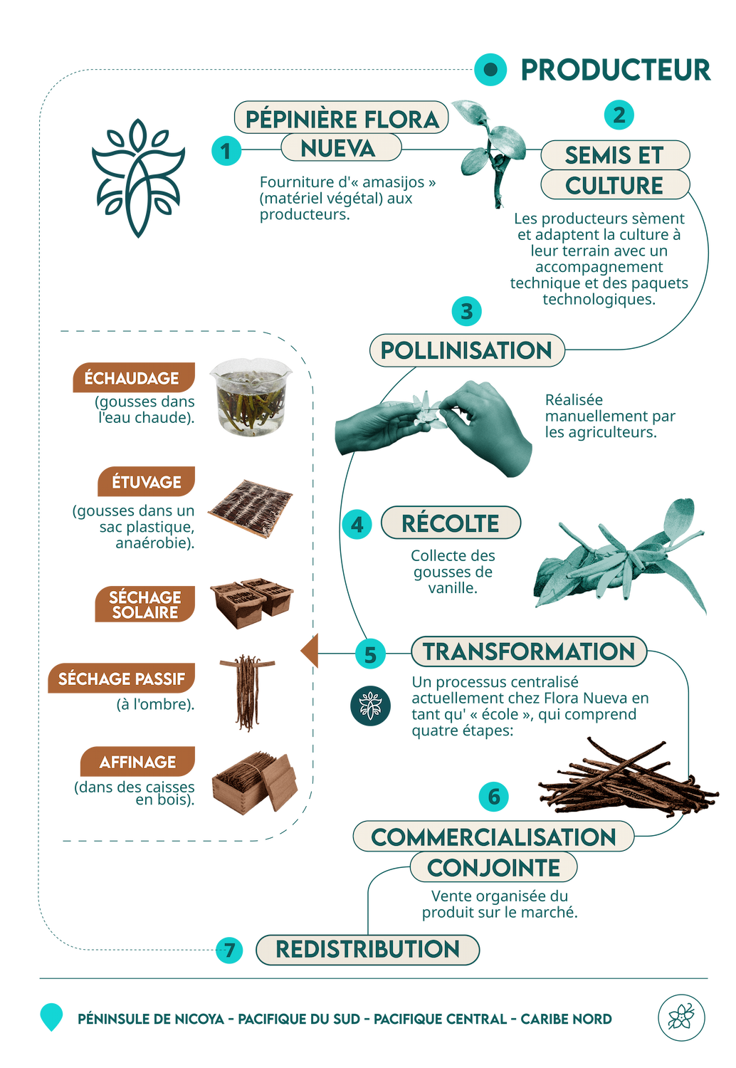 infografía vainilla móvil FR