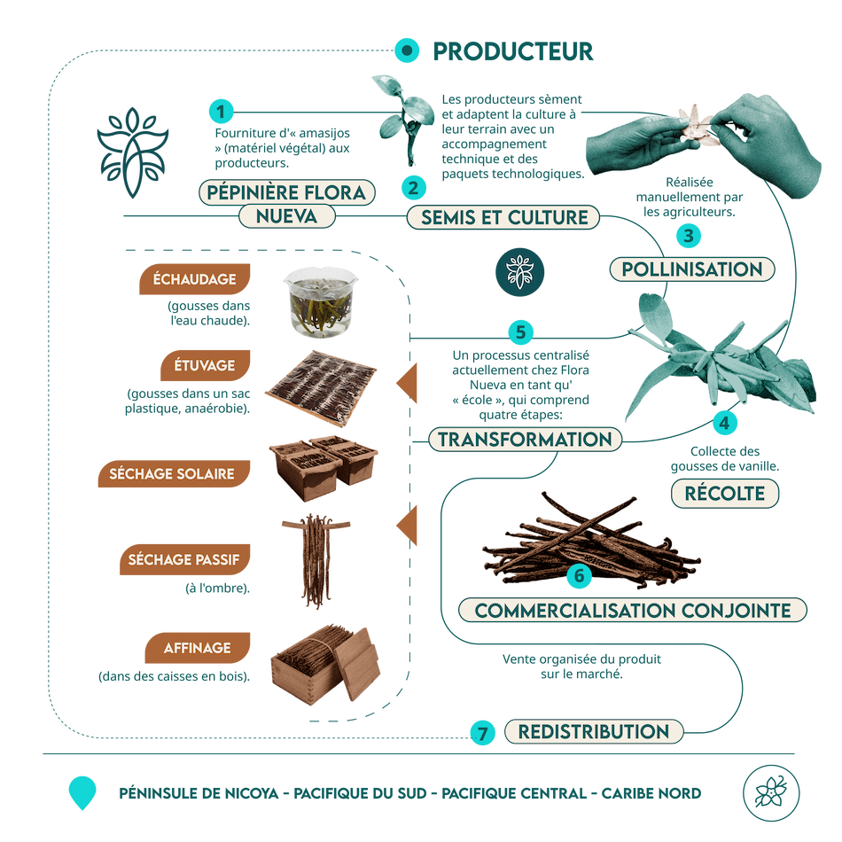 infografía vainilla escritorio FR