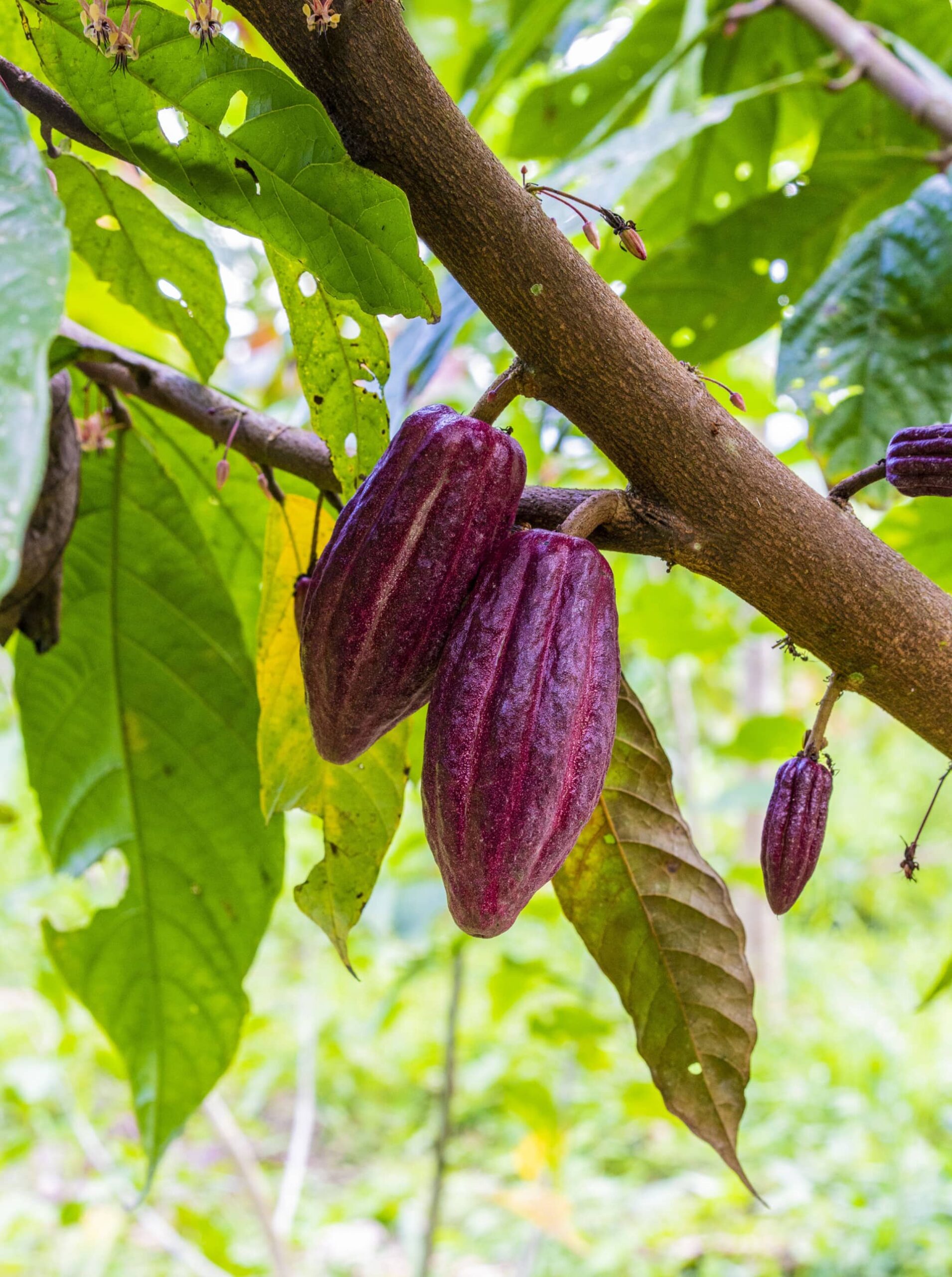 planta de cacao Flora Nueva