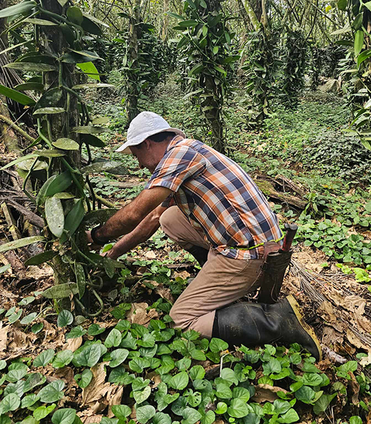 agricultor programa vainilla de Flora Nueva